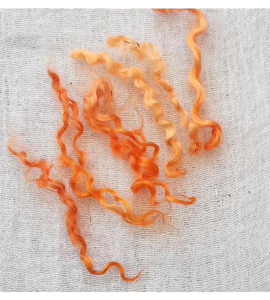 curly teeswater locks