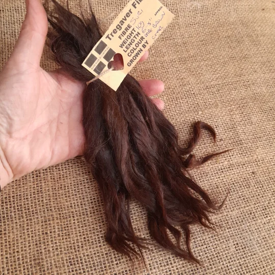 dark brown suri