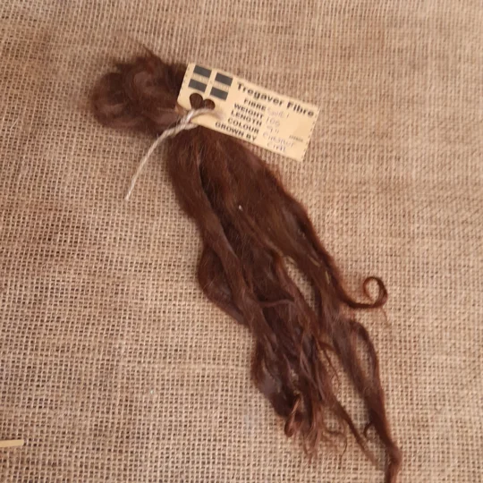 chestnut suri alpaca