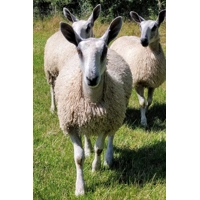 RAW (unwashed and unprocessed) wool, mohair and alpaca - various breeds available 100g