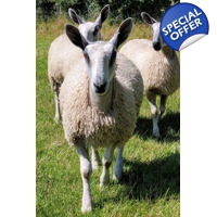 RAW (unwashed and unprocessed) wool, mohair and alpaca - various breeds available 100g