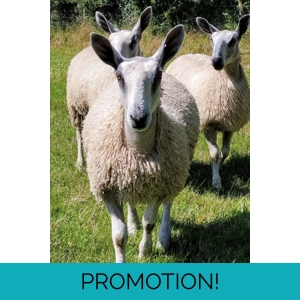 RAW (unwashed and unprocessed) wool, mohair and alpaca - various breeds available 100g