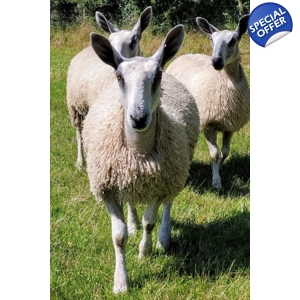 raw wool, wool, raw fleece, sheep fleece, blue faced leicester