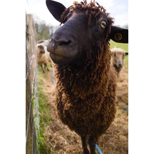 Curly Wool and Locks