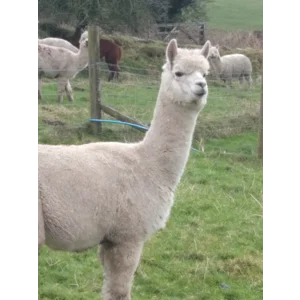 Alpaca Fibre