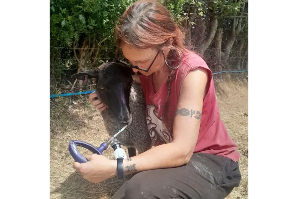 Blue Tongue Disease and Vaccinations