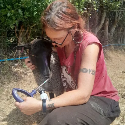 Blue Tongue Disease and Vaccinations