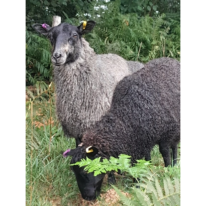 Newsletter now happening!