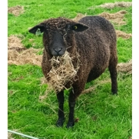 Sponsor A Sheep or Goat  - buy them a bale!