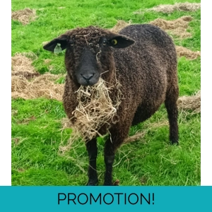 Sponsor A Sheep or Goat  - buy them a bale!