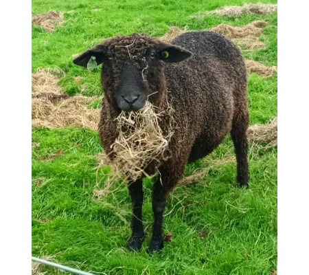 Sponsor A Sheep or Goat - buy them a bale!