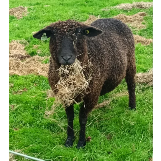 Sponsor A Sheep or Goat - buy them a bale!