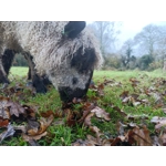 Golden yellow teeswater curly  wool locks, 28g 14g 7g (v)