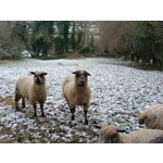 Sponsor A Sheep or Goat  - buy them a bale! Sponsor A Sheep or Goat  - buy them a bale!