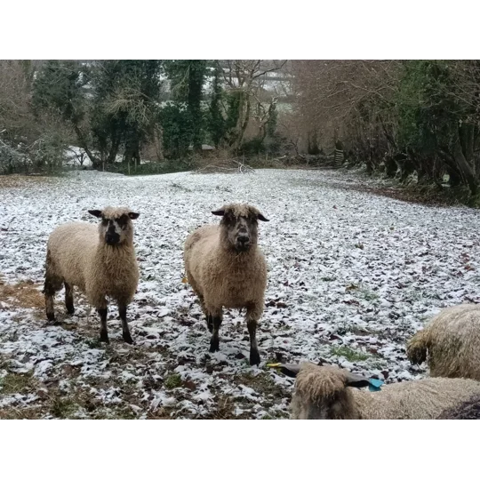 Sponsor A Sheep or Goat - buy them a bale!