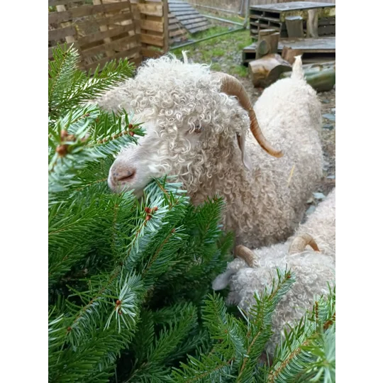 Sponsor A Sheep or Goat - buy them a bale!