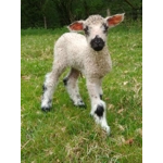 Sponsor A Sheep or Goat  - buy them a bale! Sponsor A Sheep or Goat  - buy them a bale!