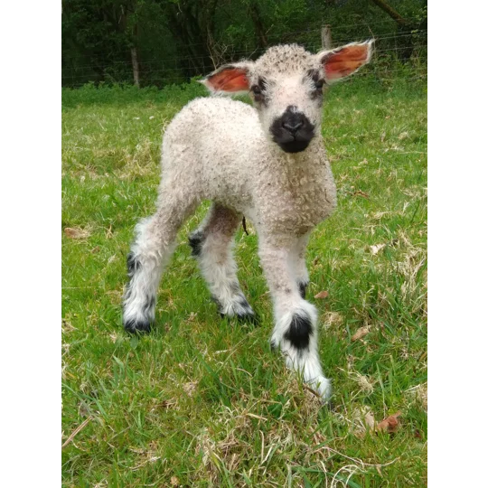 Sponsor A Sheep or Goat - buy them a bale!