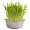 CATGRASS semillas