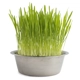 CATGRASS semillas