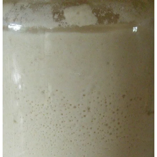 San Francisco Heirloom Sourdough Starter - Grown in Structured Water