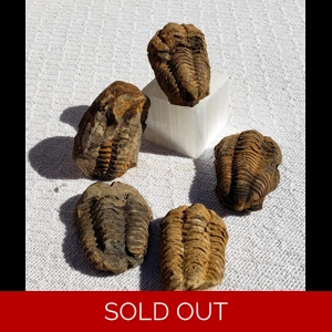 Trilobite Fossils Trilobite Fossils
