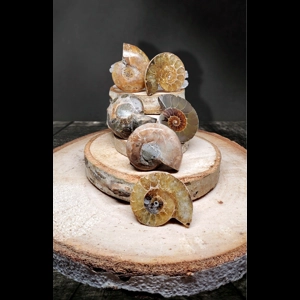 Ammonite Fossils Ammonite Fossils