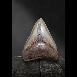 Authentic Serrated Megalodon Tooth