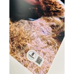 DOMINIC MONAGHAN SIGNED LORD OF THE RINGS 11x14 POSTER & BECKETT CERTIFIED