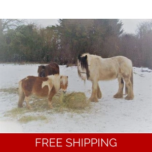 Buy A Bale Of Hay for a Rescued Pony