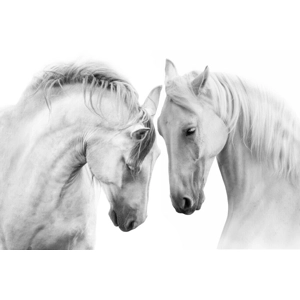 Best Friends Horse Print