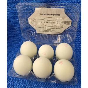 Free Range Blue Eggs