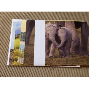 Lot of 6 IFAW greeting cards Elephants & Lions