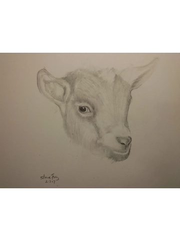 Animal Drawing