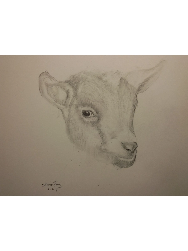Animal Drawing
