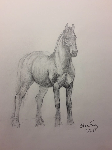 Horse sketch