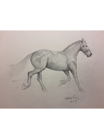 Horse sketch