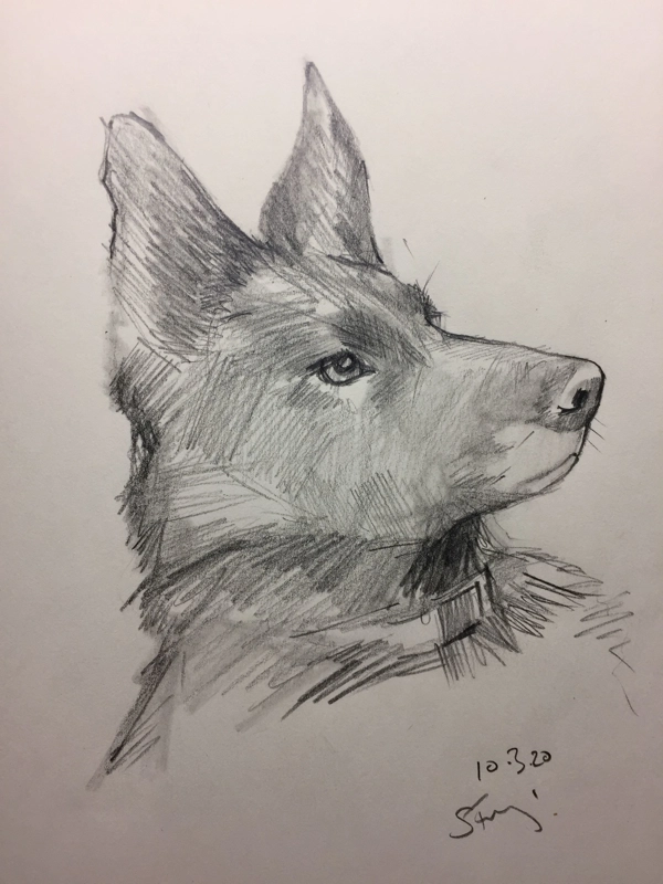 Animal Drawing
