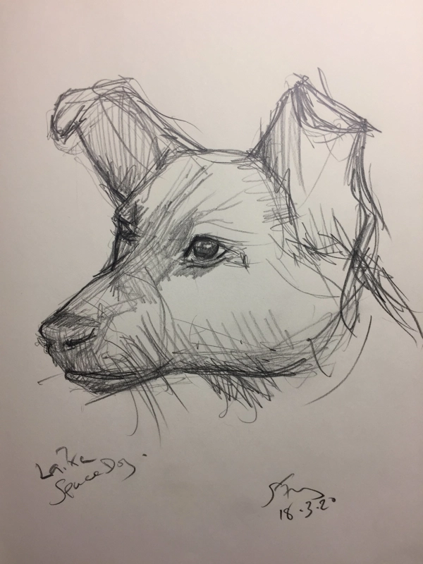 Animal Drawing