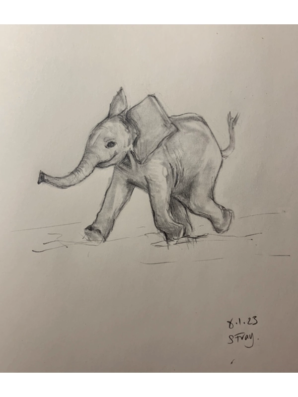 Animal Drawing