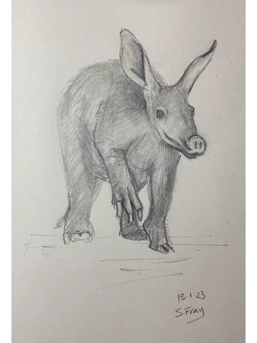 Animal Drawing