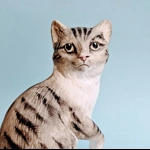 Pottery Tabby Cat Figurine, British Country Life Designs.