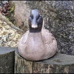 Poole Pottery Duck Figurine - Barbara Linley-Adams