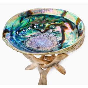 Abalone Shell