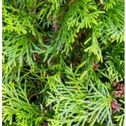 Arborvitae
