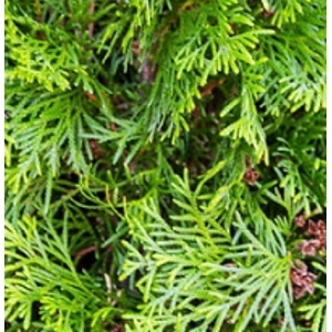 Arborvitae