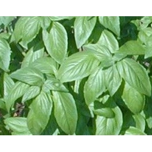 Basil (Sweet)