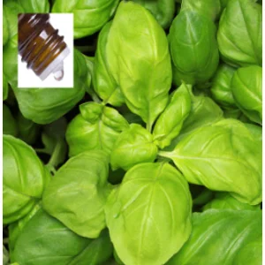 Basil (Sweet)