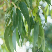 Eucalyptus