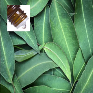 Eucalyptus